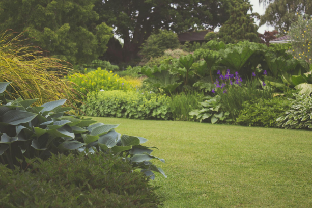 How to Use the Plantis App for Better Plant Care How to Use the Plantis App for Better Plant Care