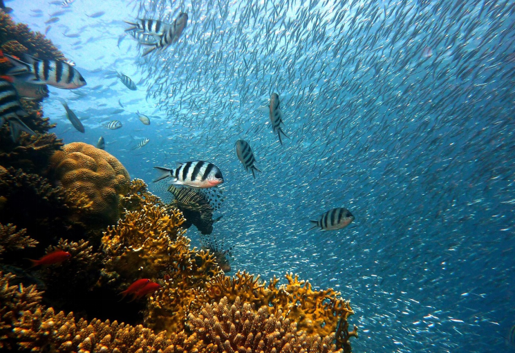 Find the best underwater adventure with a Maldives boat charter and scuba diving liveaboard.